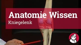 AnatomieWissen Kniegelenk [upl. by Edson]