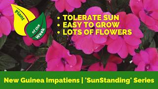 New Guinea Impatiens SunStanding Series  Mounding Annual [upl. by Nacim653]