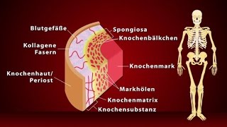 Knochen  Schulfilm Biologie [upl. by Ettelrac811]