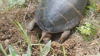 Eastern Painted Turtle Laying Eggs [upl. by Sylvia]