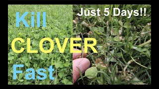 How to KILL CLOVER in your LAWN [upl. by Eanil]