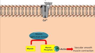 Mechanism of action for Calcium Channel Antagonists [upl. by Olaf737]