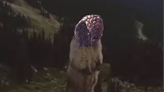 Bazelgeuse Meme [upl. by Nnairac]