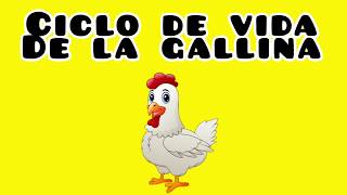 Ciclo de vida de la gallina [upl. by Ladiv]