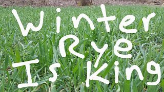 Winter Rye For Food Plots [upl. by Nereus]