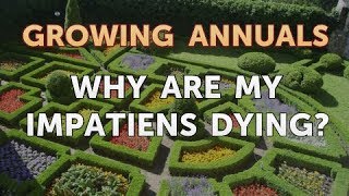 Why Are My Impatiens Dying [upl. by Hgielsel]