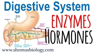 Digestive enzymes and hormones [upl. by Oirromed]