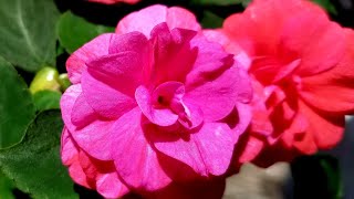 Rockapulco Double Impatiens From Proven Winners Shade Loving Plants [upl. by Olsewski]