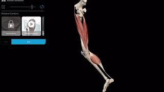 Muscle Premium  Knee Flexion [upl. by Muns]