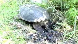 Egglaying Common Snapping Turtle [upl. by Adyahs413]