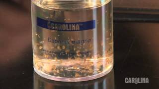 How to Care for Daphnia [upl. by Eustasius]