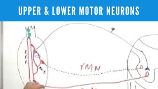 Upper and Lower Motor Neuron Lesions [upl. by Jareb]