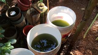 How to grow Green Water Algae [upl. by Eelana]