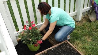 How To Plant A Landscape Rose Bush [upl. by Enida]