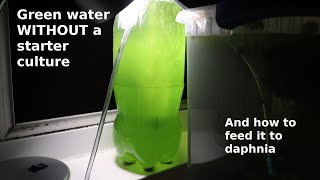 Green Water WITHOUT a Starter Culture  From Scratch  How To [upl. by Lela]