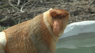 Proboscis Monkey  Wild Indonesia  BBC [upl. by Gavra]