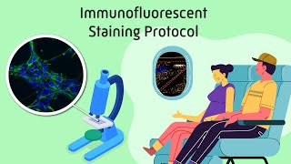 Immunofluorescent Staining Protocol [upl. by Dnalrag]