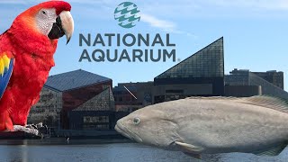 National Aquarium Baltimore Tour amp Review with The Legend [upl. by Geoffrey]