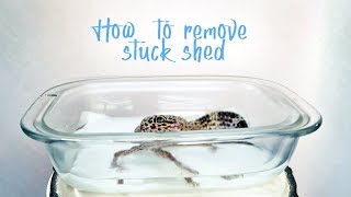 GIVING A GECKO A BATH  Removing Stuck Shedded Skin [upl. by Notgnirrac]