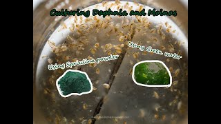 How To Culture Daphnia and Moinas using Green Water Spirulina powder [upl. by Cilka]