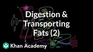 Digestion Mobilization and Transport of Fats  Part II [upl. by Jacklin]