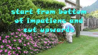 How to Care for Your Impatiens [upl. by Idhem]