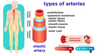 The Circulatory System Part 2 Blood Vessels [upl. by Kcirded512]