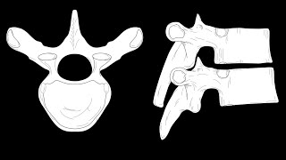 Vertebral landmarks [upl. by Aid]