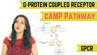 cAMP PATHWAY  GPROTEIN COUPLED RECEPTOR GPCR [upl. by Quintessa]