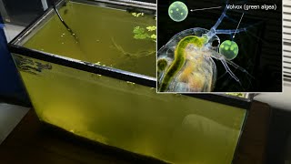 Raising Daphnia for the Freshwater Aquarium [upl. by Ralyat]