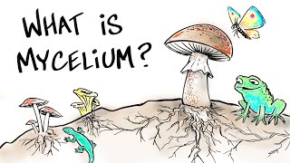 What is Mushroom Mycelium [upl. by Brest88]