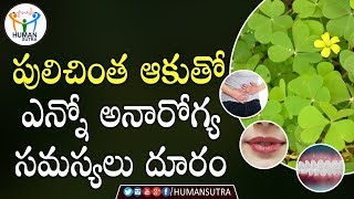 Ayurvedic Healing Herbs Amazing Benefits Of Pulichinta Leaves  Health Tips In Telugu  Human Sutra [upl. by Ori864]