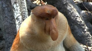 5 Facts  Proboscis Monkey [upl. by Noiramed]