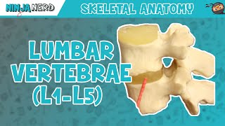 Lumbar Vertebrae L1L5 Anatomy [upl. by Rodmann]