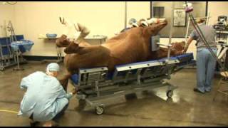 Surgery on a horse at Pioneer Equine Hospital [upl. by Oiruam]