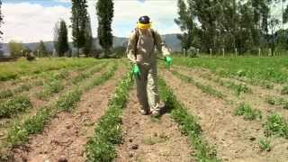 Pesticidewise spot spraying herbicides [upl. by Mickie858]