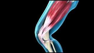 Knee Joint  Range of Movement  3D Medical Animation  ABP © [upl. by Ycniuqed]