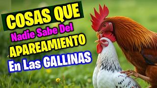 12 Cosas que no sabías SOBRE LA REPRODUCCION de las GALLINAS ❤❤❤ [upl. by Krusche357]