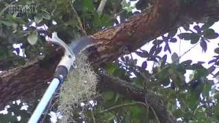 Pruning Live Oak tree 27FT Pole Saw [upl. by Delsman]