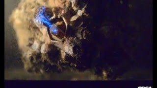 Barnacles feeding on bioluminescent dinoflagellates [upl. by Adnawahs]