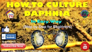 HOW TO CULTURE DAPHNIA In Easy Way [upl. by Chrotoem]