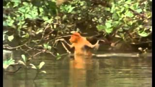 Proboscis Monkey Sanctuary [upl. by Oj]