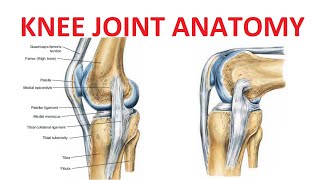 Knee Joint Anatomy [upl. by Bowe745]