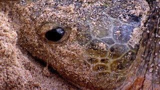 CAUGHT ON CAMERA Green Turtle Laying Eggs  BBC Earth [upl. by Eolhc980]