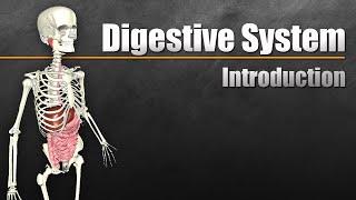 An Introduction to the Digestive System [upl. by Sang]